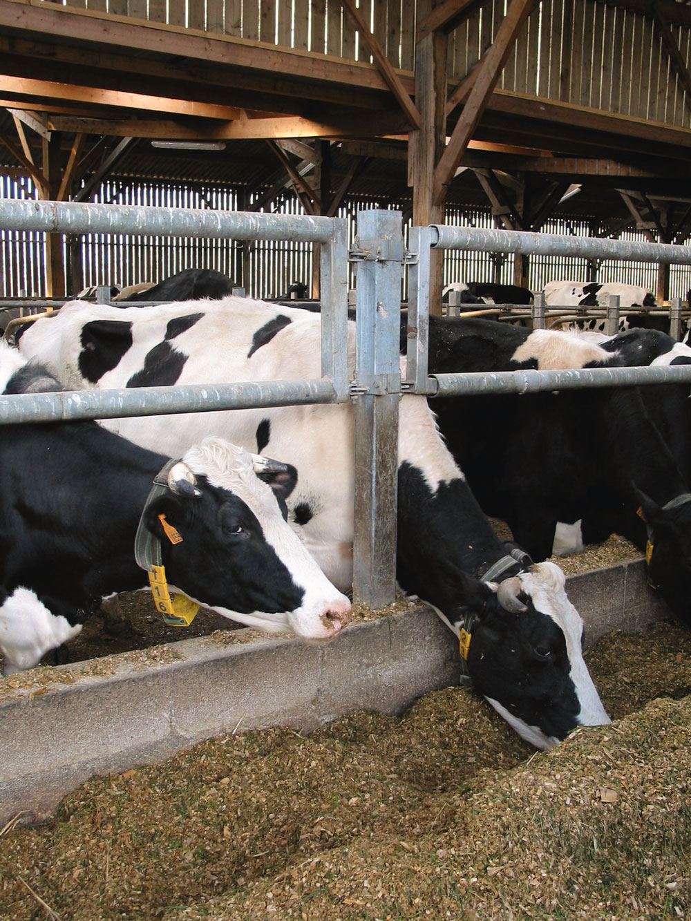 Cách thiết kế trang trại bò sữa