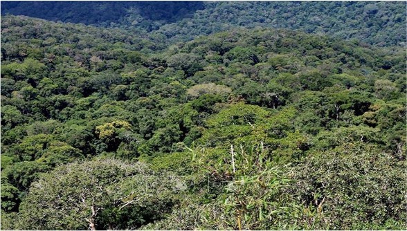 Dự án trồng cây bảo vệ rừng