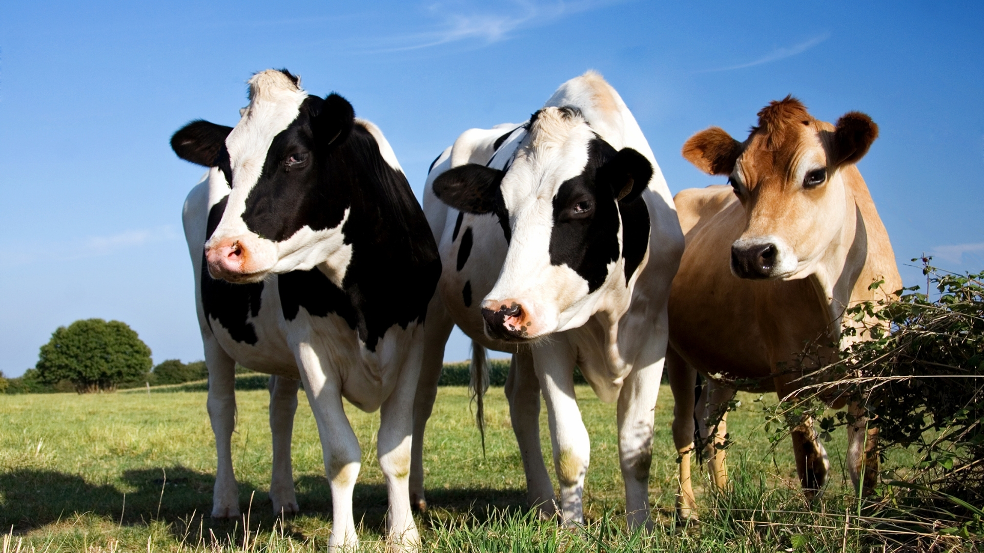 Làm giàu từ mô hình trang trại bò sữa lớn nhất thế giới sẽ có 500.000 bò