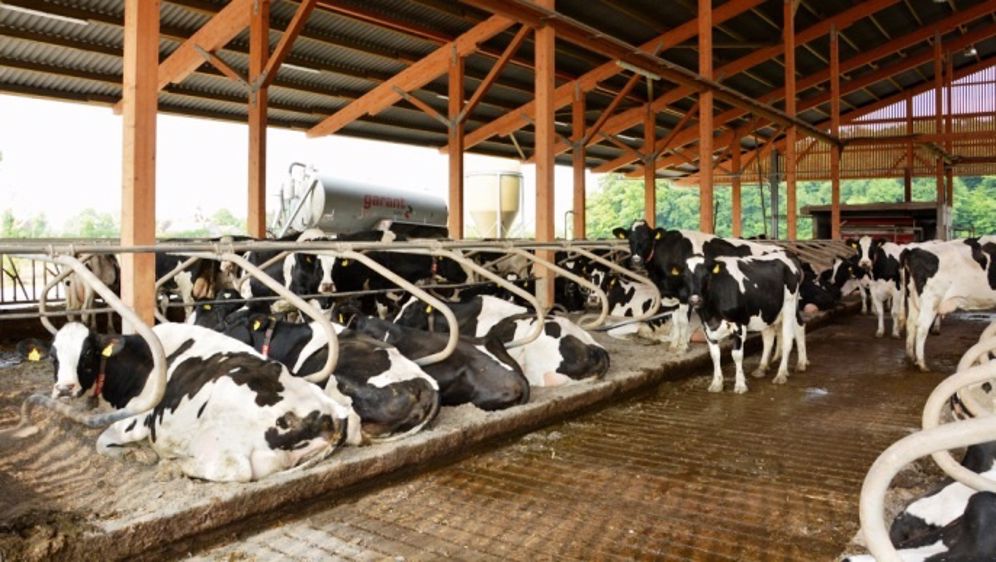 thiết kế trang trại bò sữa dành cho người muốn khởi nghiệp chăn nuôi bò