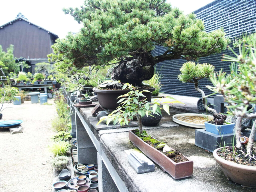  vườn bonsai – sân vườn đẹp tự làm