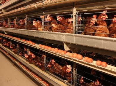 Mẫu giấy phép môi trường dự án chăn nuôi gà quy mô 140 nghìn con /lứa
