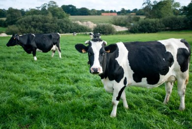 Cách thiết kế trang trại bò sữa dành cho người muốn khởi nghiệp chăn nuôi bò