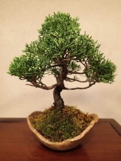 Ý tưởng mở một vườn bonsai – sân vườn đẹp tự làm